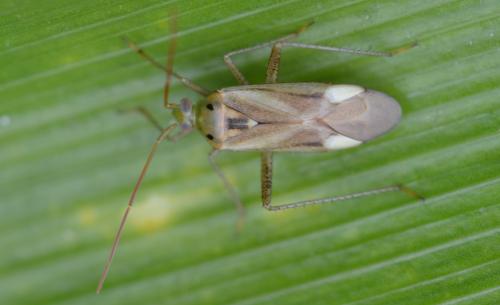 Réf. 326 964 : Adelphocoris lineolatus